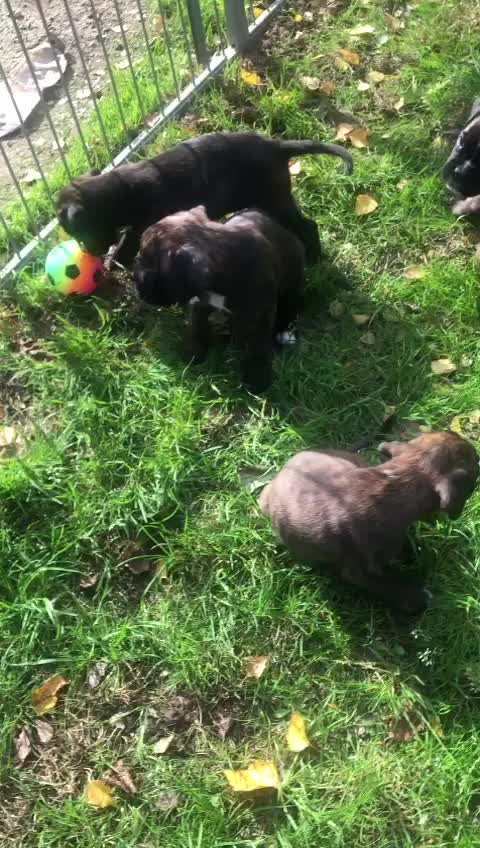 Die kleinen Racker sind hier 6 Wochen alt und bei Sonnenschein das erste Mal im Garten